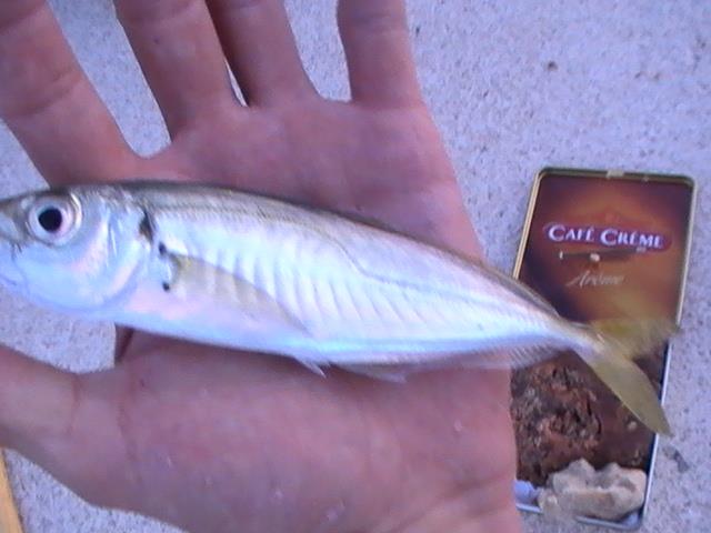 incep sa apara pesti din franta - 2013-09-05-200259-2.jpg